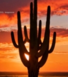  沙漠仙人掌日落景象(1)2532#竖屏 	 