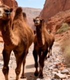  沙漠峡谷中行进的骆驼群(1)3063#竖屏 	 
