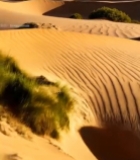  沙漠沙丘与绿植景观7178#竖屏 	 