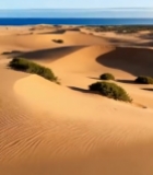  沙漠沙丘绿植自然风光7066#竖屏 	 