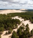  沙漠森林航拍全景1286#竖屏 	 