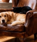  沙发上猫咪与狗狗一同休憩1231#竖屏 	 