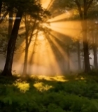  森林中阳光穿透树木景象4420#竖屏 	 