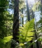  森林中阳光下的蕨类植物5987#竖屏 	 