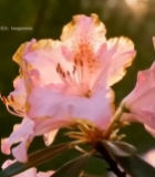  森林中夕阳下的粉色杜鹃花3581#竖屏 	 