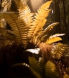  森林中阳光透过树木照射场景1574#竖屏 	 