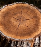  森林中树桩横截面特写671#竖屏 	 