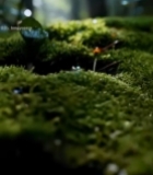  森林中苔藓上滴落的水珠6596#竖屏 	 