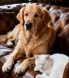  沙发上的金毛犬与白猫2813#竖屏 	 