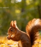  森林中松鼠进食特写4150#竖屏 	 