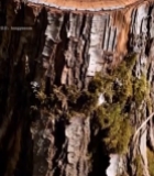  森林中树桩横截面特写(1)4403#竖屏 	 