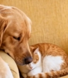  沙发上猫咪与金毛犬相伴休息7738#竖屏 	 