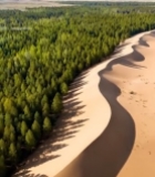  沙漠边缘森林全景3049#竖屏 	 