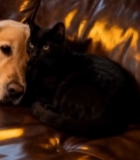  沙发上的金毛犬与黑猫依偎4763#竖屏 	 