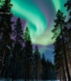  森林上空的极光夜景229#竖屏 	 