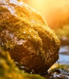  森林中带苔藓岩石与阳光雨景3615#竖屏 	 