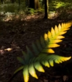  森林中蕨类植物特写(1)5791#竖屏 	 