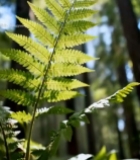  森林中蕨类植物特写素材2887#竖屏 	 