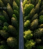  森林中道路航拍全景1829#竖屏 	 