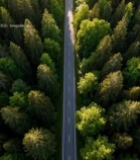  森林中道路航拍全景1829#竖屏 	 