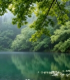  森林湖泊自然景观6202#竖屏 	 