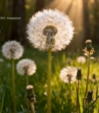  森林中蒲公英特写1662#竖屏 	 