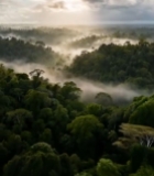  森林晨雾笼罩全景247#竖屏 	 