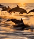  日落时分海豚跃出海面6795#竖屏 	 