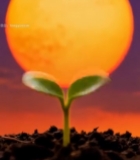  日出下破土而出的嫩绿幼苗(1)2047#竖屏 	 