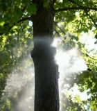  人在森林中给树木喷洒754#竖屏 	 