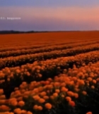  日落时分的玫瑰花田2823#竖屏 	 