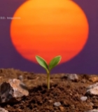  日出下幼苗破土生长素材5051#竖屏 	 
