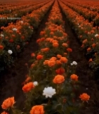  日落时分玫瑰花田全景3883#竖屏 	 