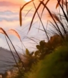  日出云海与摇曳的芦苇3008#竖屏 	 