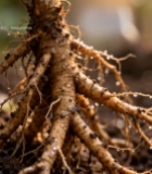  人参根部特写素材(1)6151#竖屏 	 