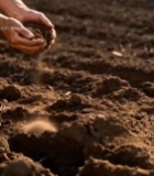  人手捧土壤洒落画面5177#竖屏 	 