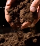  人手捧土壤特写(1)5520#竖屏 	 