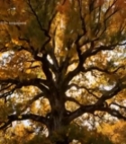  秋日阳光透过银杏树景象202#竖屏 	 