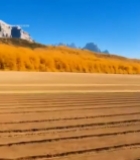  秋日田野与远山风景6456#竖屏 	 