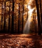  秋日森林阳光穿透树林景象262#竖屏 	 