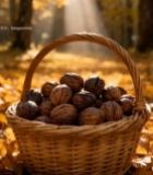  秋日林间篮子装核桃特写1696#竖屏 	 