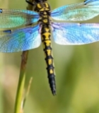  蜻蜓停驻植物特写925#竖屏 	 