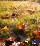  秋日草地落叶阳光景象6888#竖屏 	 