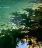  清澈水域中游动的群鱼6766#竖屏 	 