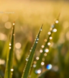  清晨草地露珠特写6289#竖屏 	 