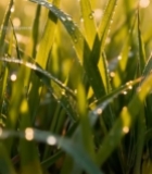  清晨草地露珠特写(1)6762#竖屏 	 