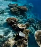  清澈海水中的珊瑚景观1297#竖屏 	 
