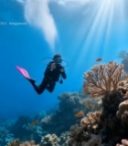  潜水员海底拍摄珊瑚礁画面1022#竖屏 	 