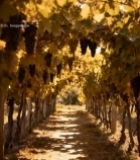  葡萄园葡萄藤下光影景象4287#竖屏 	 