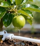  苹果树滴灌灌溉近景素材1539#竖屏 	 